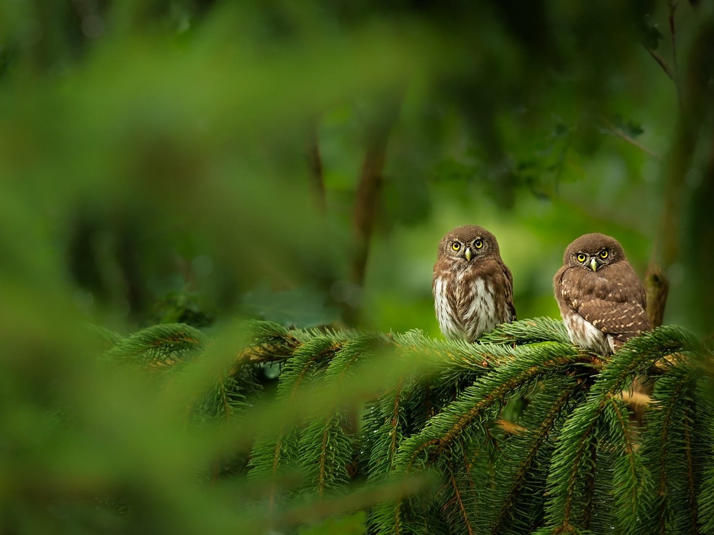 Обои сова, сыч, дерево, хвоя, ветки, взгляд, птицы, боке, совы, owl, tree, needles, branches, look, birds, bokeh, owls разрешение 2000x1301 Загрузить