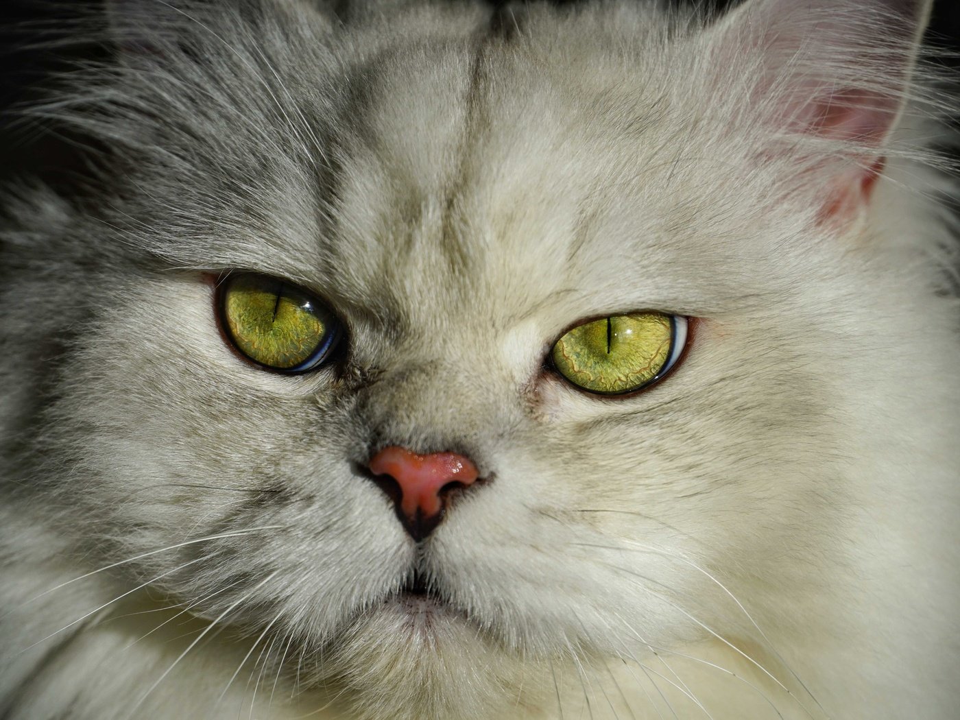 Обои портрет, кот, кошка, пушистый, британец, portrait, cat, fluffy, british разрешение 6000x4000 Загрузить