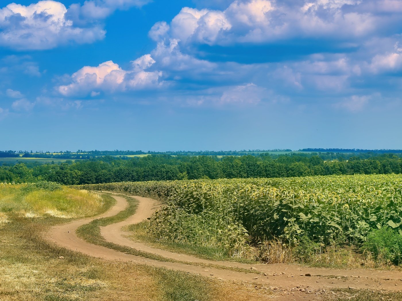 Обои небо, дорога, облака, поле, лето, подсолнухи, the sky, road, clouds, field, summer, sunflowers разрешение 5184x3456 Загрузить