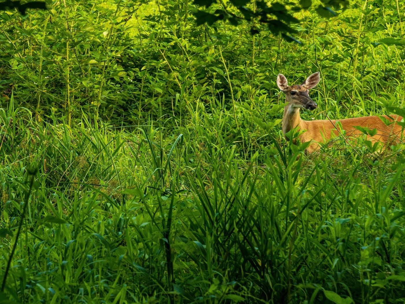 Обои природа, растения, олень, косуля, nature, plants, deer, roe разрешение 3840x2160 Загрузить