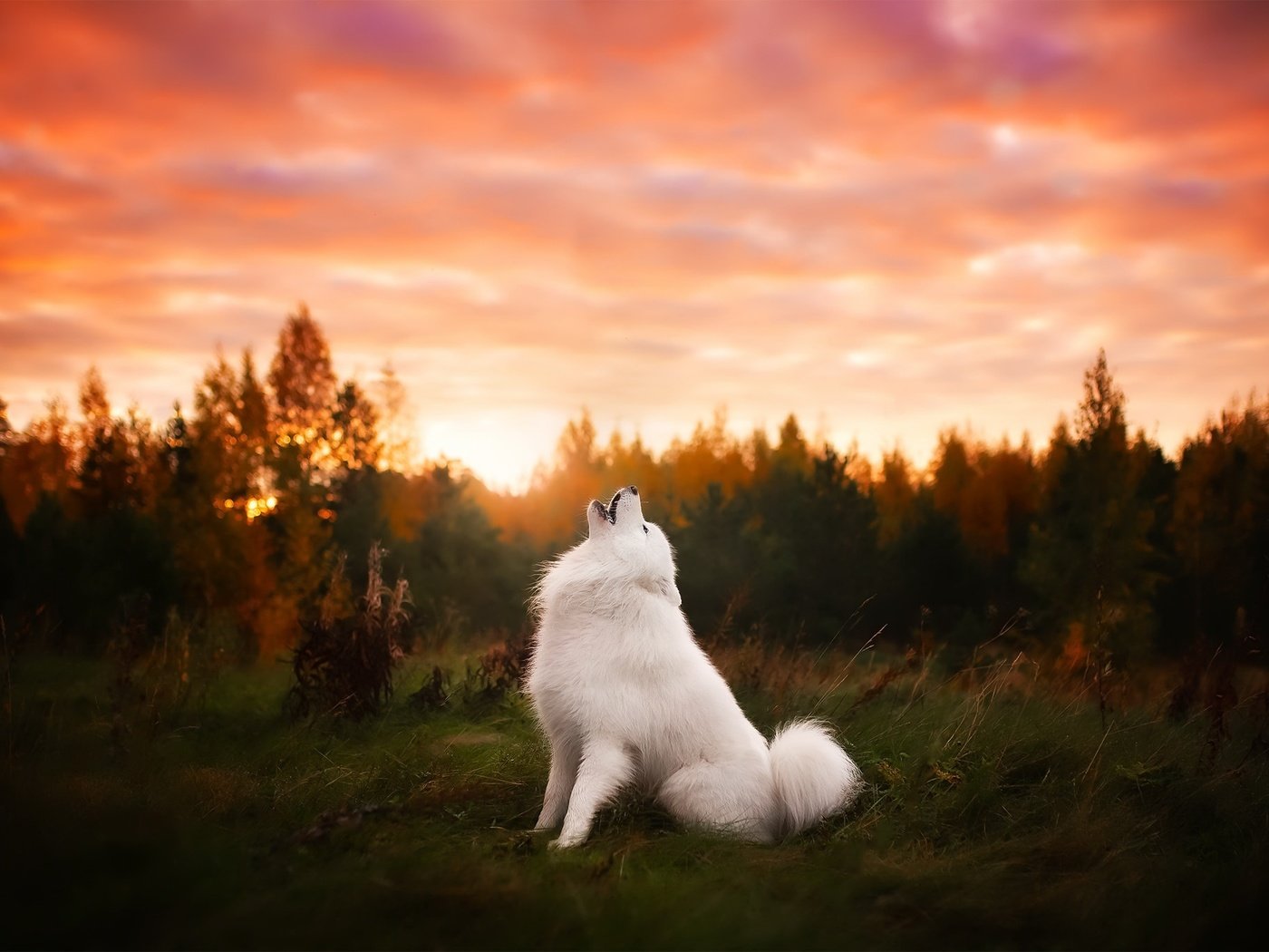 Обои природа, закат, собака, друг, самоед, самоедская лайка, nature, sunset, dog, each, samoyed, samoyed husky разрешение 2048x1365 Загрузить