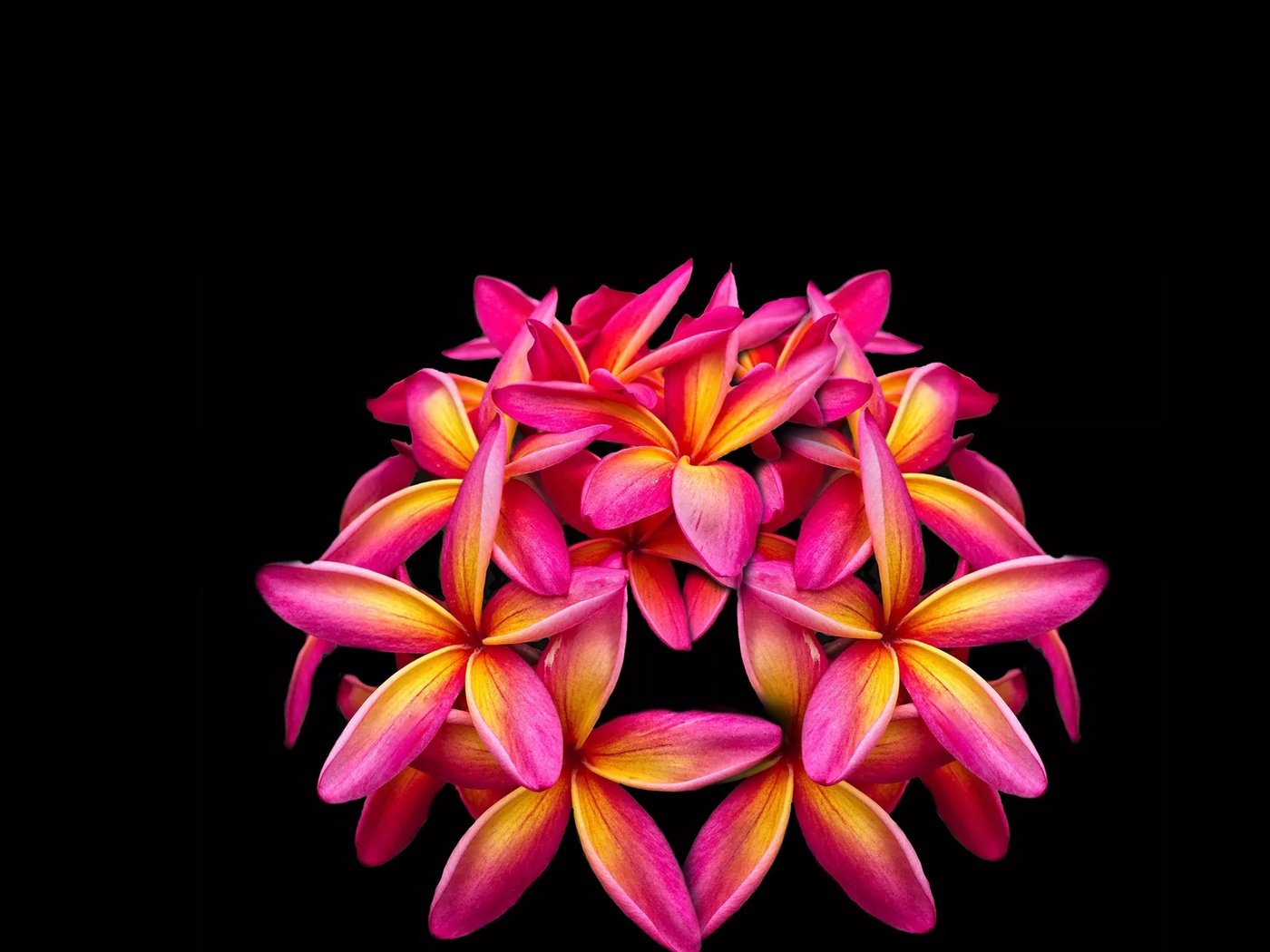 Обои цветы, лепестки, черный фон, плюмерия, flowers, petals, black background, plumeria разрешение 4000x3000 Загрузить