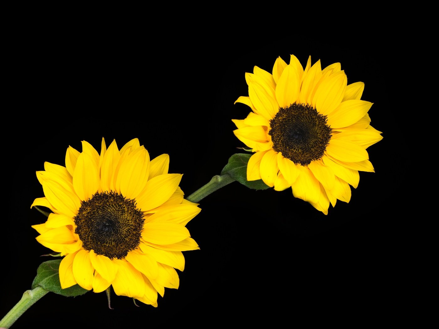 Обои цветы, растения, черный фон, подсолнухи, цветущие, flowers, plants, black background, sunflowers, blooming разрешение 4000x3000 Загрузить