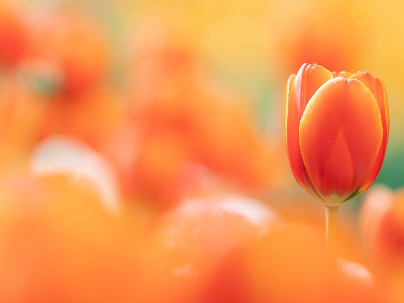Обои фон, тюльпан, background, tulip разрешение 2048x1300 Загрузить
