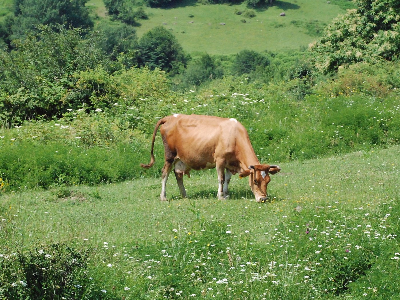 Обои цветы, трава, луг, пастбище, корова, flowers, grass, meadow, pasture, cow разрешение 3872x2178 Загрузить