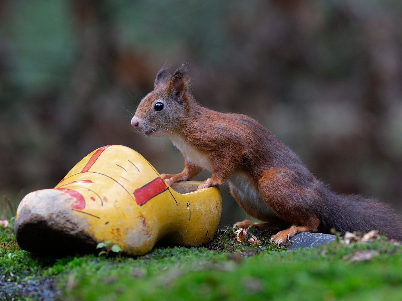 Обои белка, боке, белочка, грызун, башмак, protein, bokeh, squirrel, rodent, shoe разрешение 4562x3041 Загрузить