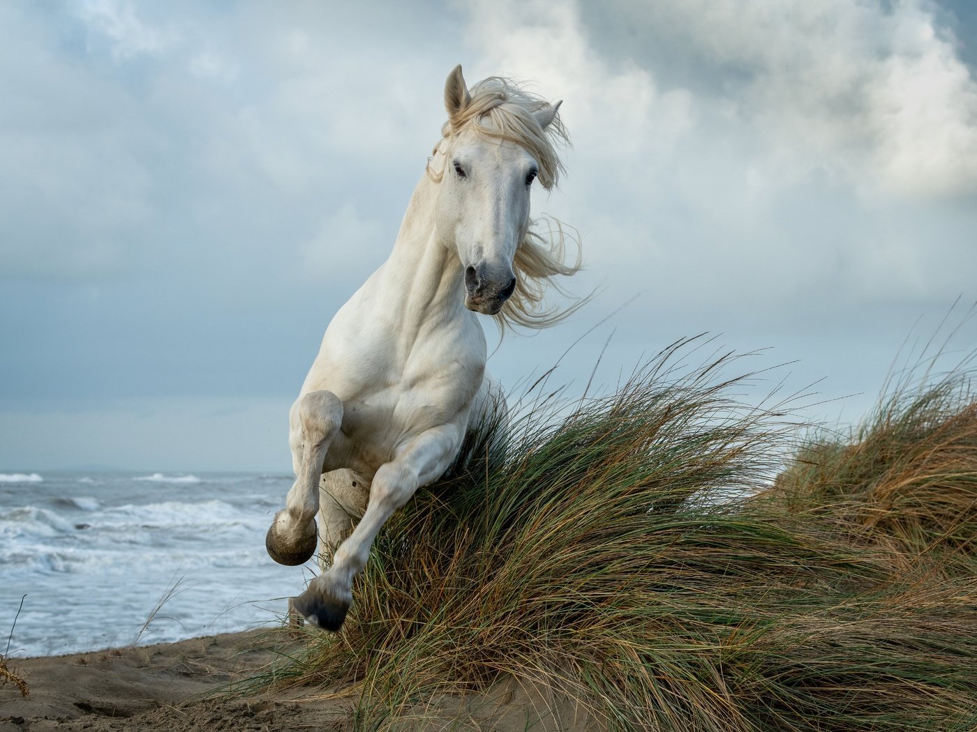 Обои лошадь, трава, берег, море, конь, грива, скачет, копыта, horse, grass, shore, sea, mane, jump, hooves разрешение 6144x4476 Загрузить