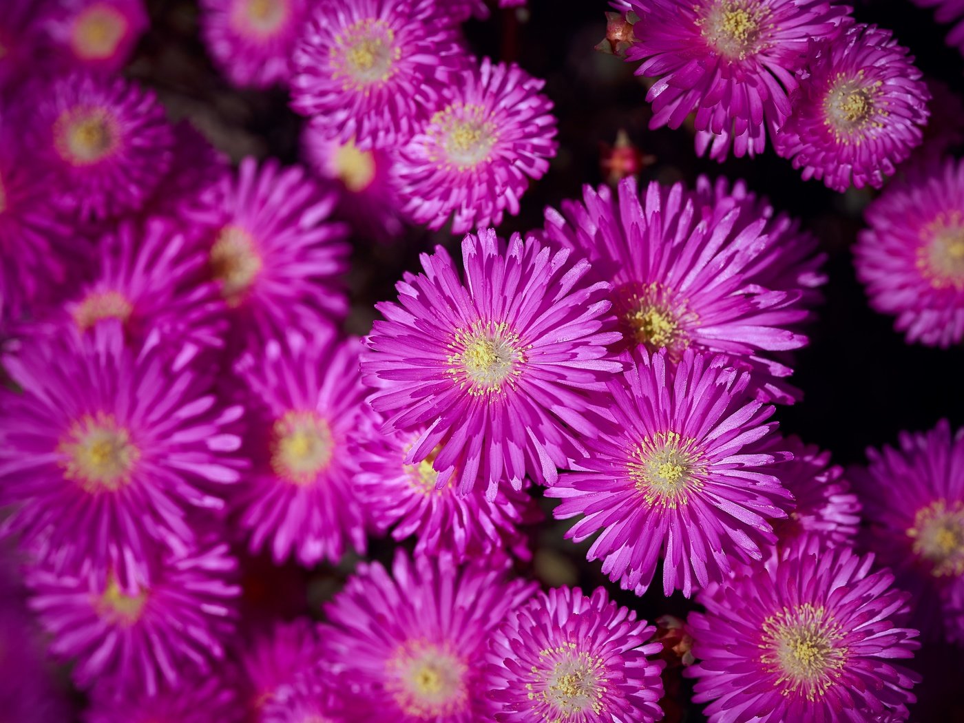 Обои цветы, много, яркие, астры, flowers, a lot, bright, asters разрешение 6000x4000 Загрузить