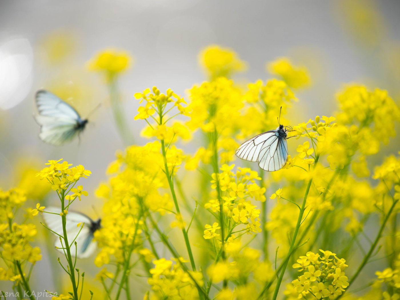 Обои цветы, насекомые, бабочки, желтые, flowers, insects, butterfly, yellow разрешение 7360x4912 Загрузить