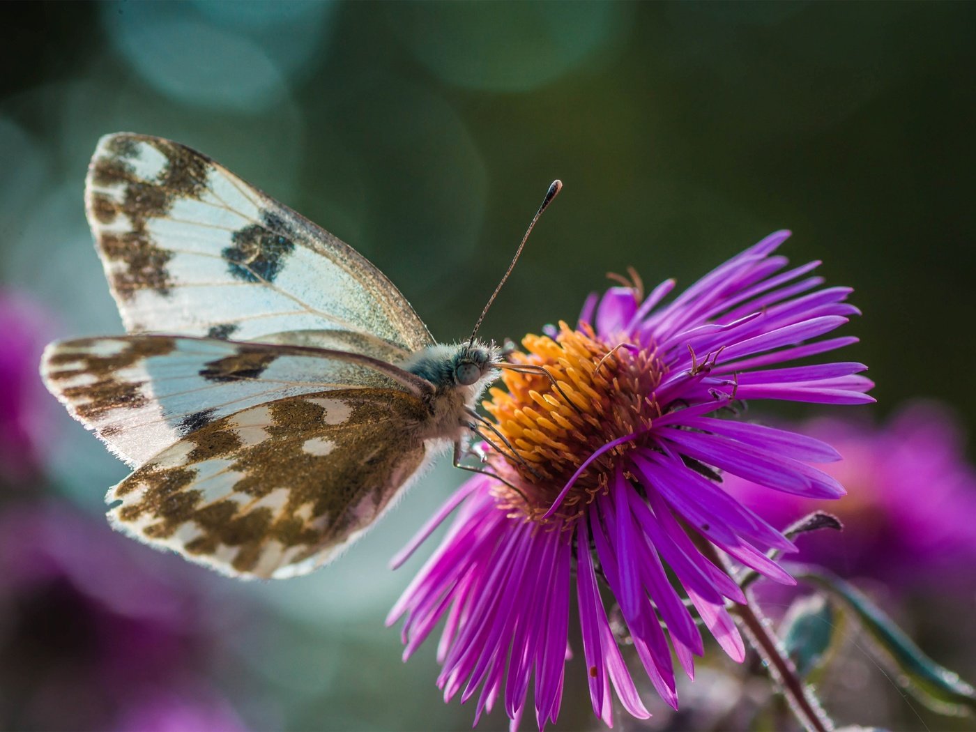 Обои цветы, природа, макро, насекомое, бабочка, крылья, боке, flowers, nature, macro, insect, butterfly, wings, bokeh разрешение 3000x2000 Загрузить