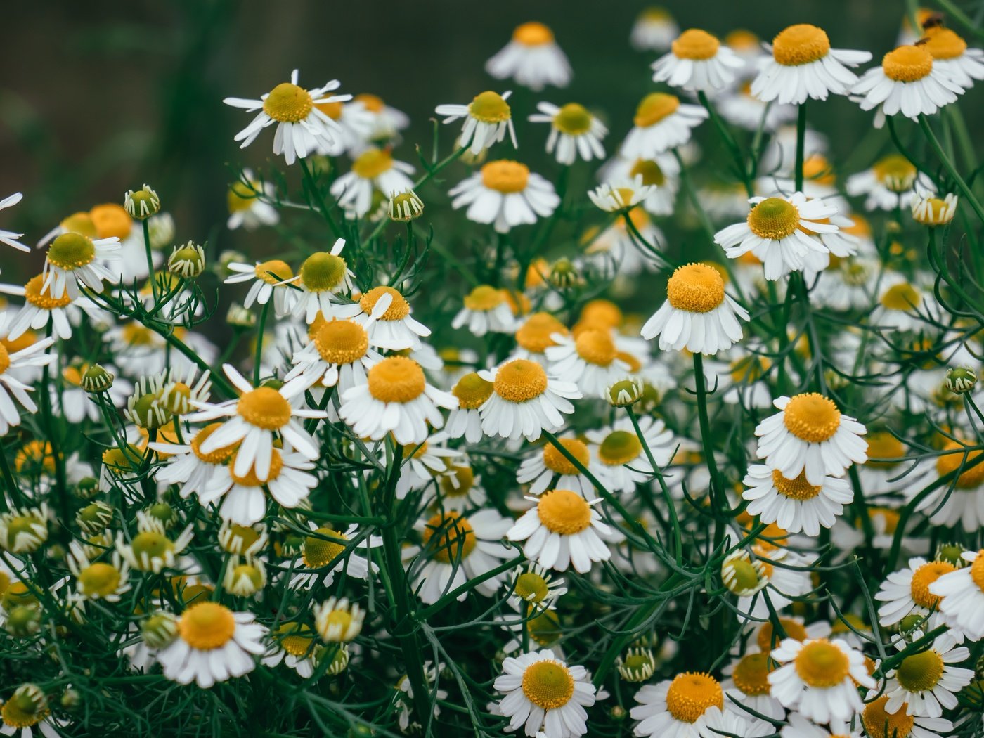 Обои цветы, ромашки, белые, много, полевые, боке, flowers, chamomile, white, a lot, field, bokeh разрешение 6000x4000 Загрузить