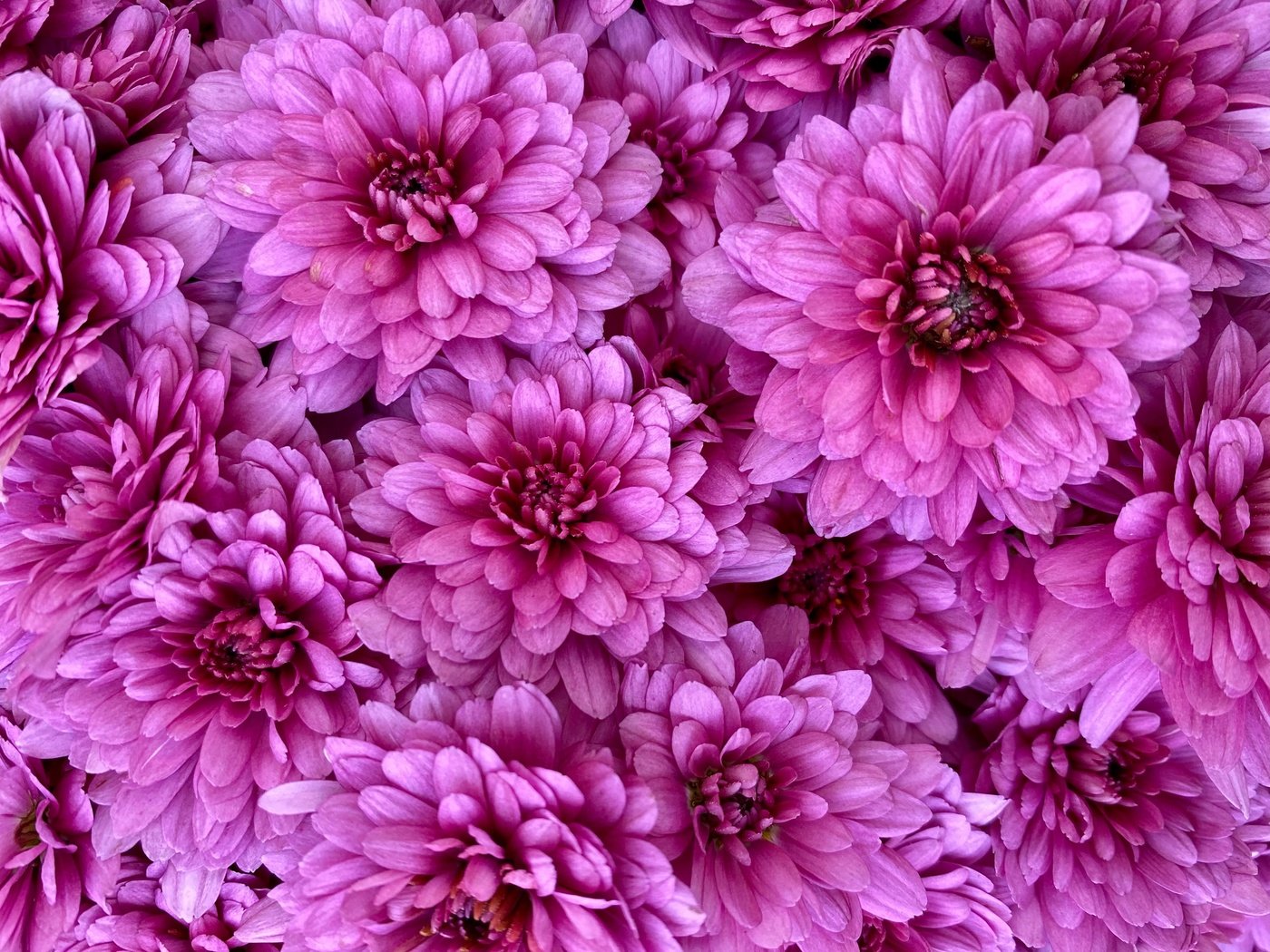 Обои цветы, розовые, много, хризантемы, flowers, pink, a lot, chrysanthemum разрешение 2880x2160 Загрузить