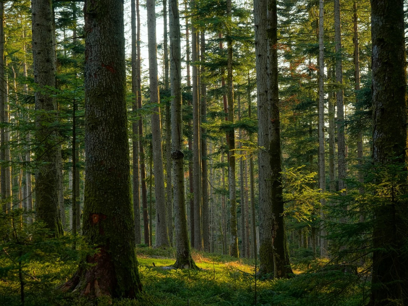 Обои деревья, лес, сосны, trees, forest, pine разрешение 3840x2160 Загрузить