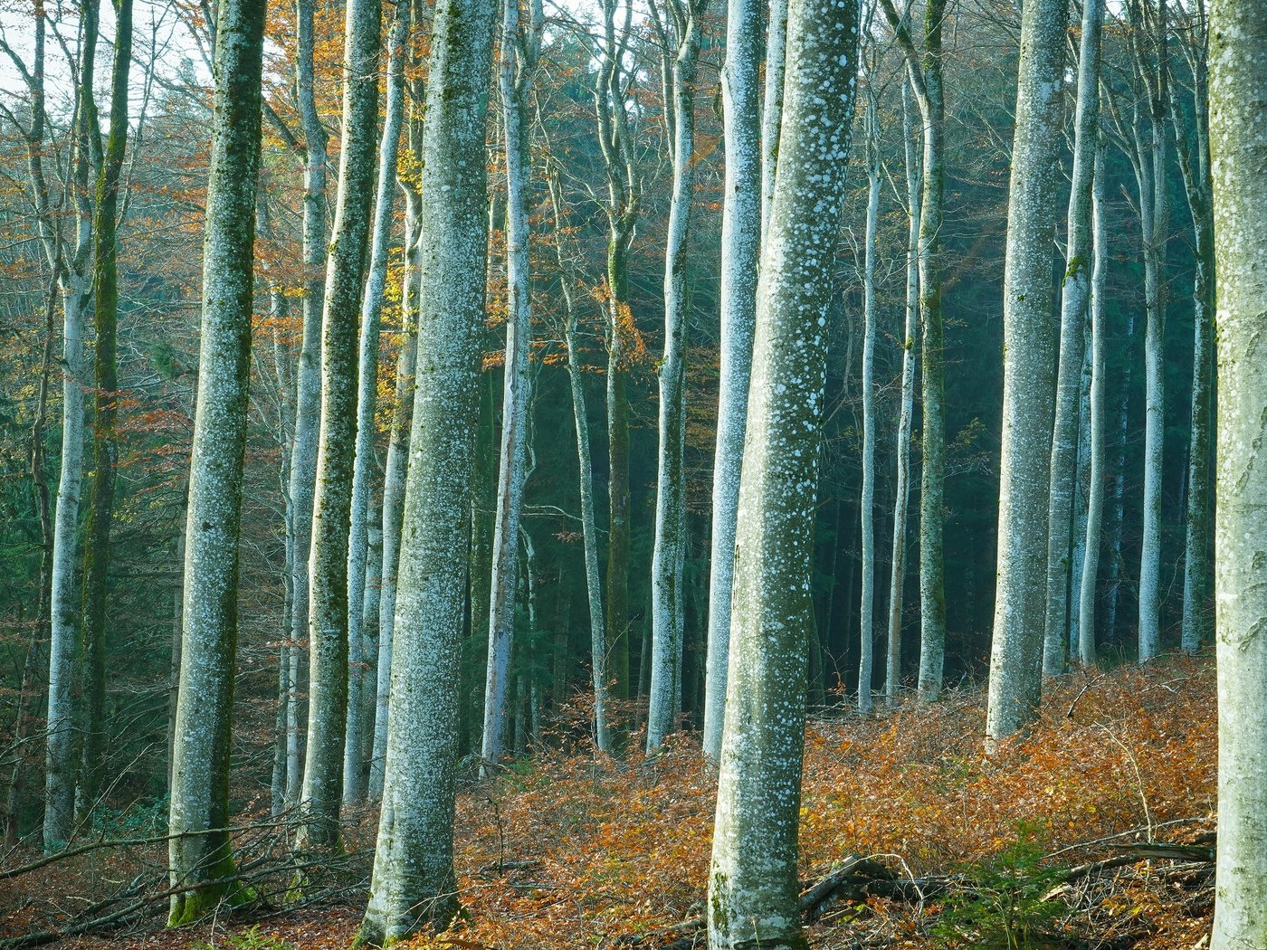 Обои деревья, лес, стволы, trees, forest, trunks разрешение 3840x2160 Загрузить