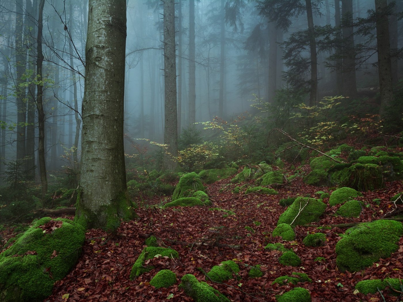Обои деревья, природа, камни, лес, туман, trees, nature, stones, forest, fog разрешение 2048x1365 Загрузить