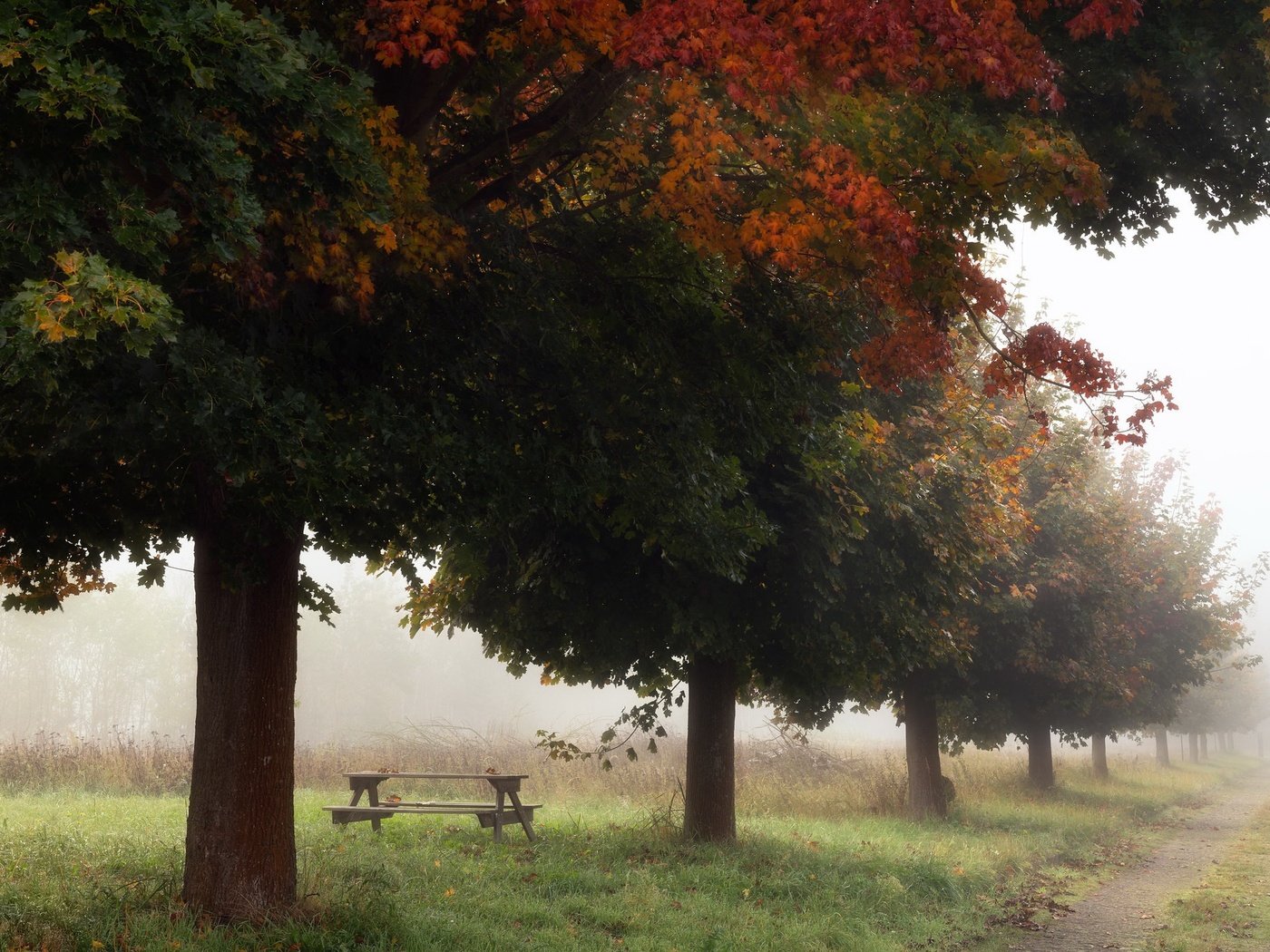 Обои деревья, туман, осень, trees, fog, autumn разрешение 2048x1365 Загрузить