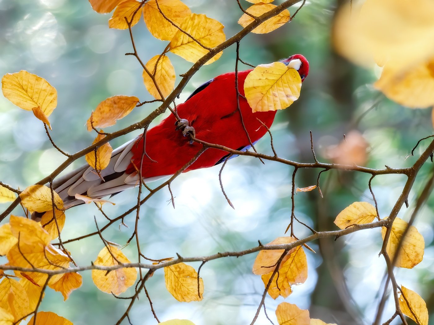 Обои дерево, ветки, осень, птица, попугай, осенние листья, tree, branches, autumn, bird, parrot, autumn leaves разрешение 2000x1333 Загрузить