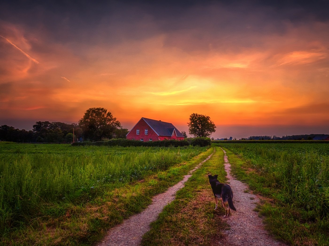 Обои дорога, закат, собака, дом, road, sunset, dog, house разрешение 5995x3993 Загрузить