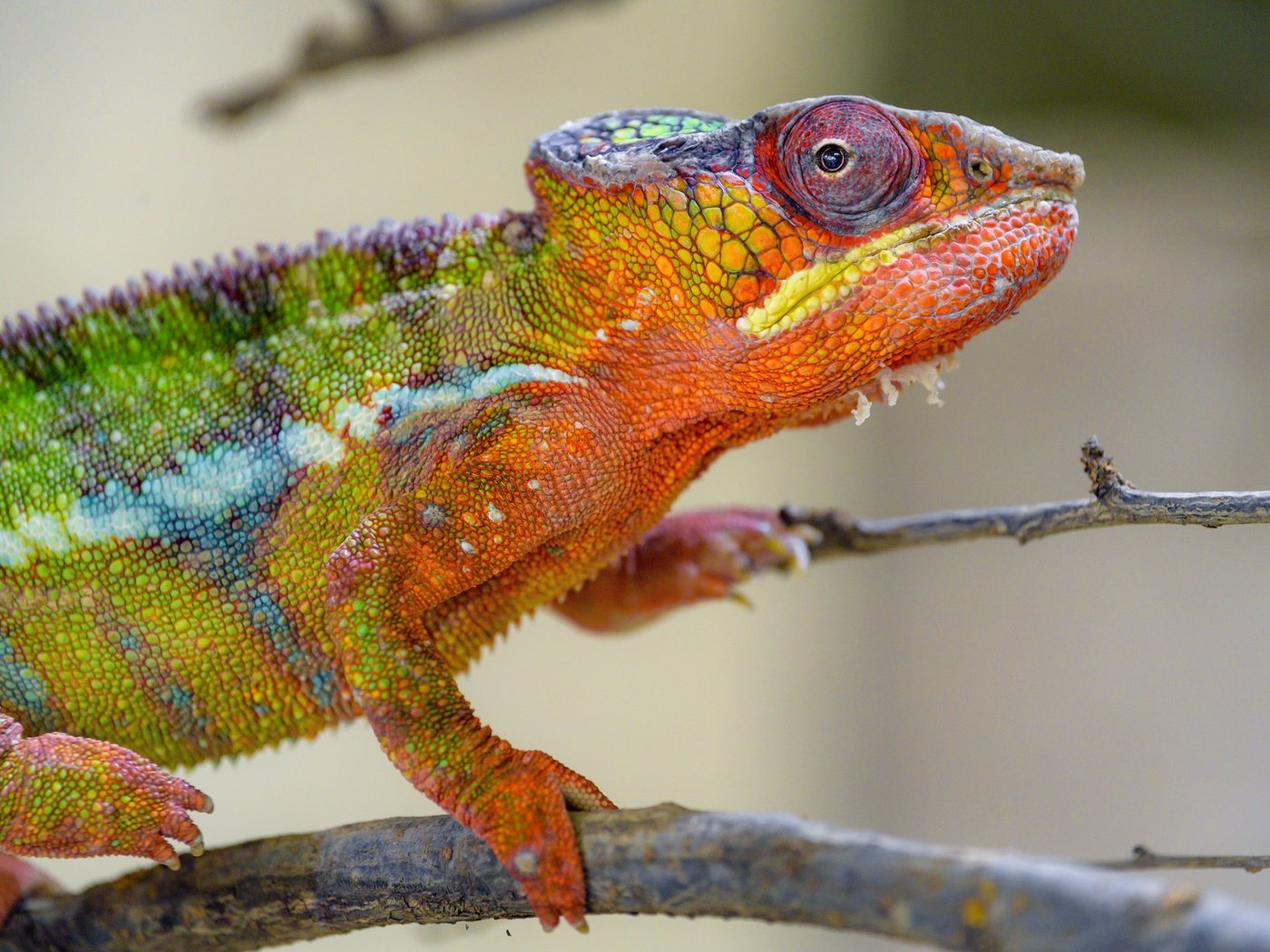 Обои хамелеон, рептилия, яркий окрас, chameleon, reptile, bright color разрешение 5568x3712 Загрузить