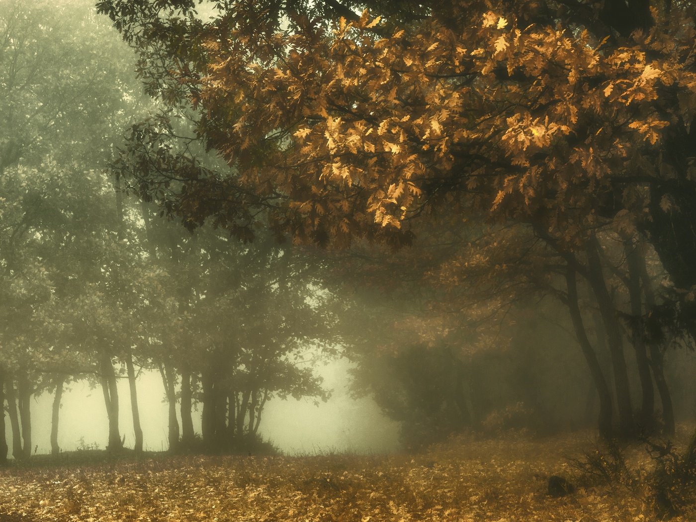 Обои лес, парк, туман, ветви, листва, осень, дуб, forest, park, fog, branch, foliage, autumn, oak разрешение 3840x2160 Загрузить