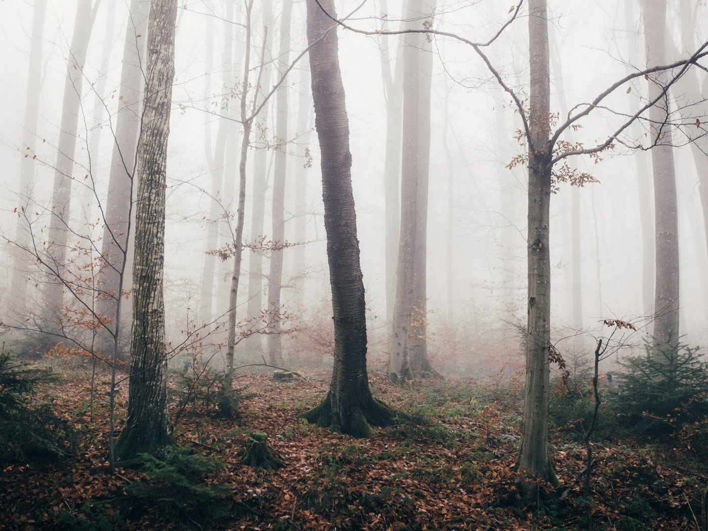 Обои лес, туман, осень, forest, fog, autumn разрешение 3840x2160 Загрузить