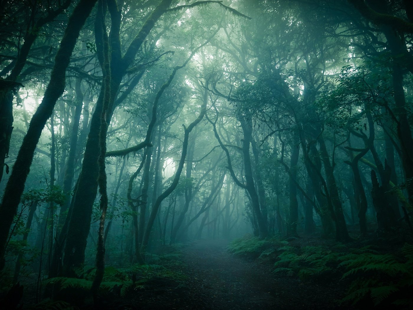 Обои лес, туман, ветки, стволы, сумерки, forest, fog, branches, trunks, twilight разрешение 3840x2160 Загрузить