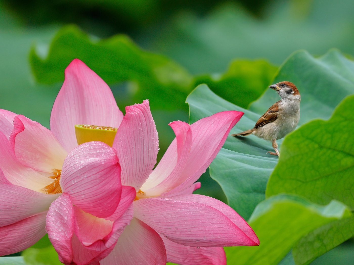 Обои листья, цветок, лепестки, птица, лотос, воробей, leaves, flower, petals, bird, lotus, sparrow разрешение 5697x3798 Загрузить