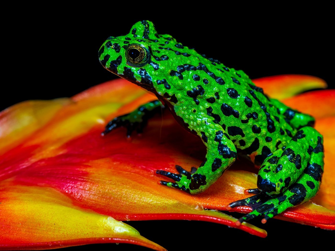 Обои макро, лягушка, черный фон, растение, зеленая, пятнистая, macro, frog, black background, plant, green, spotted разрешение 3840x2556 Загрузить