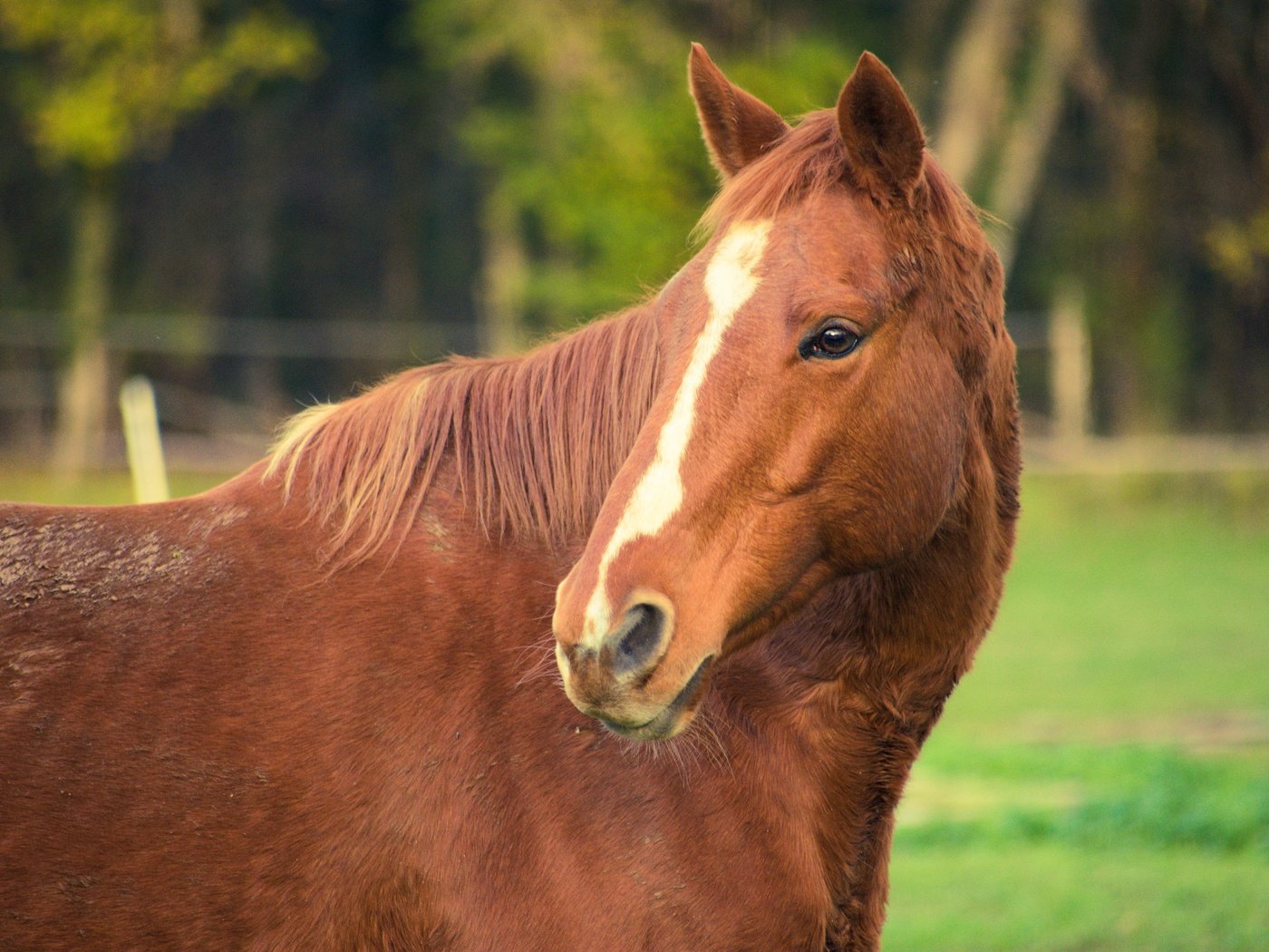 Обои морда, лошадь, взгляд, рыжая, конь, face, horse, look, red разрешение 3840x2560 Загрузить