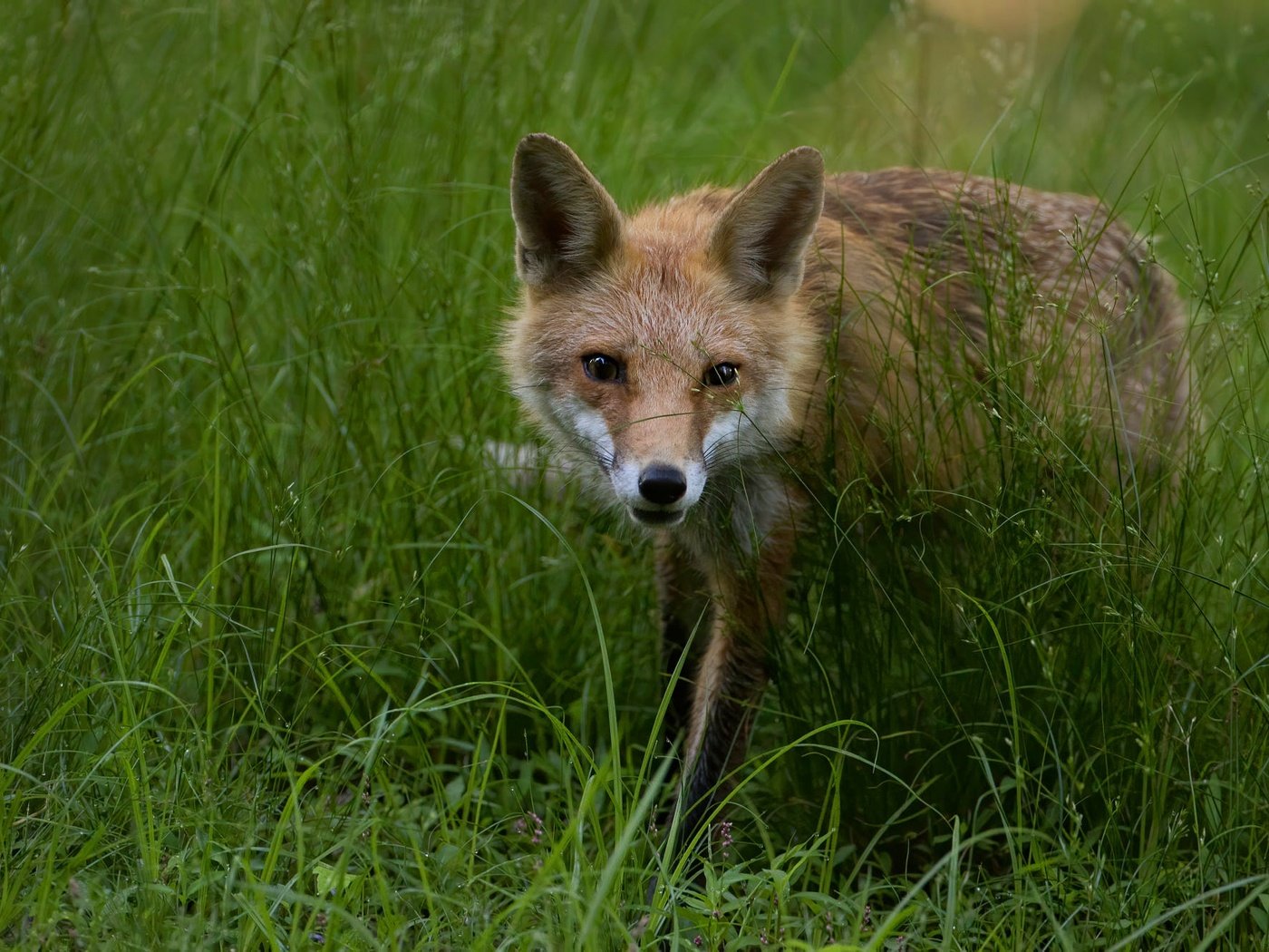 Обои морда, трава, взгляд, поляна, лиса, face, grass, look, glade, fox разрешение 2000x1334 Загрузить