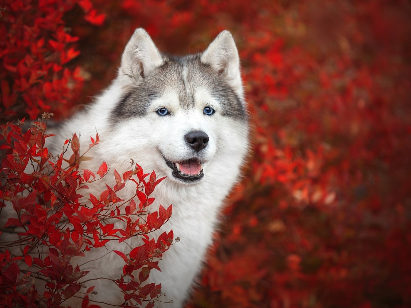 Обои морда, ветки, взгляд, осень, собака, хаски, боке, face, branches, look, autumn, dog, husky, bokeh разрешение 1920x1280 Загрузить