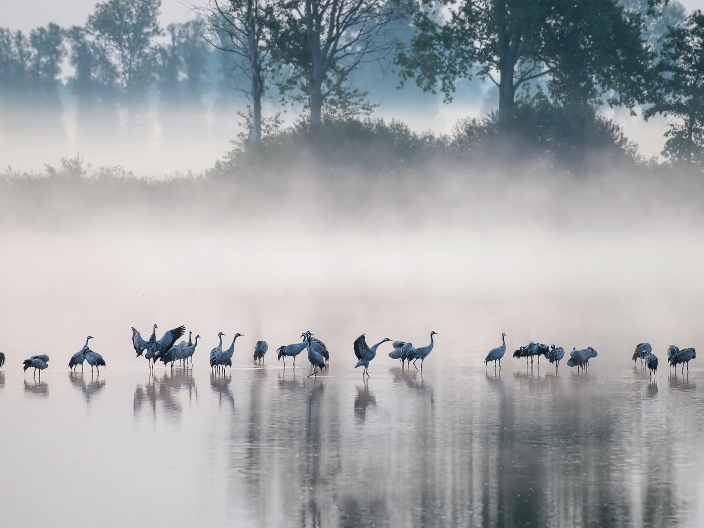 Обои озеро, утро, туман, птицы, lake, morning, fog, birds разрешение 2048x1152 Загрузить