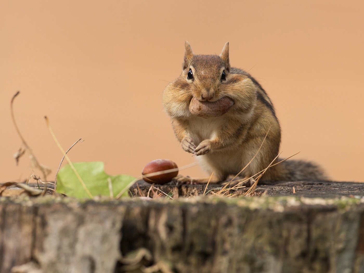 Обои поза, взгляд, сидит, орех, пень, бурундук, трапеза, pose, look, sitting, walnut, stump, chipmunk, meal разрешение 2998x2241 Загрузить