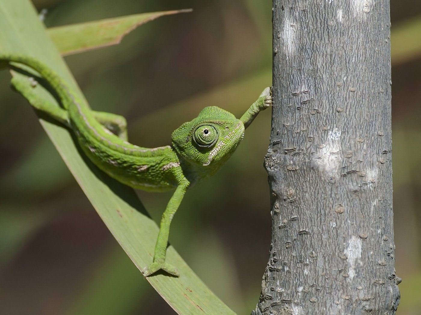 Обои природа, фон, ящерица, nature, background, lizard разрешение 2048x1263 Загрузить