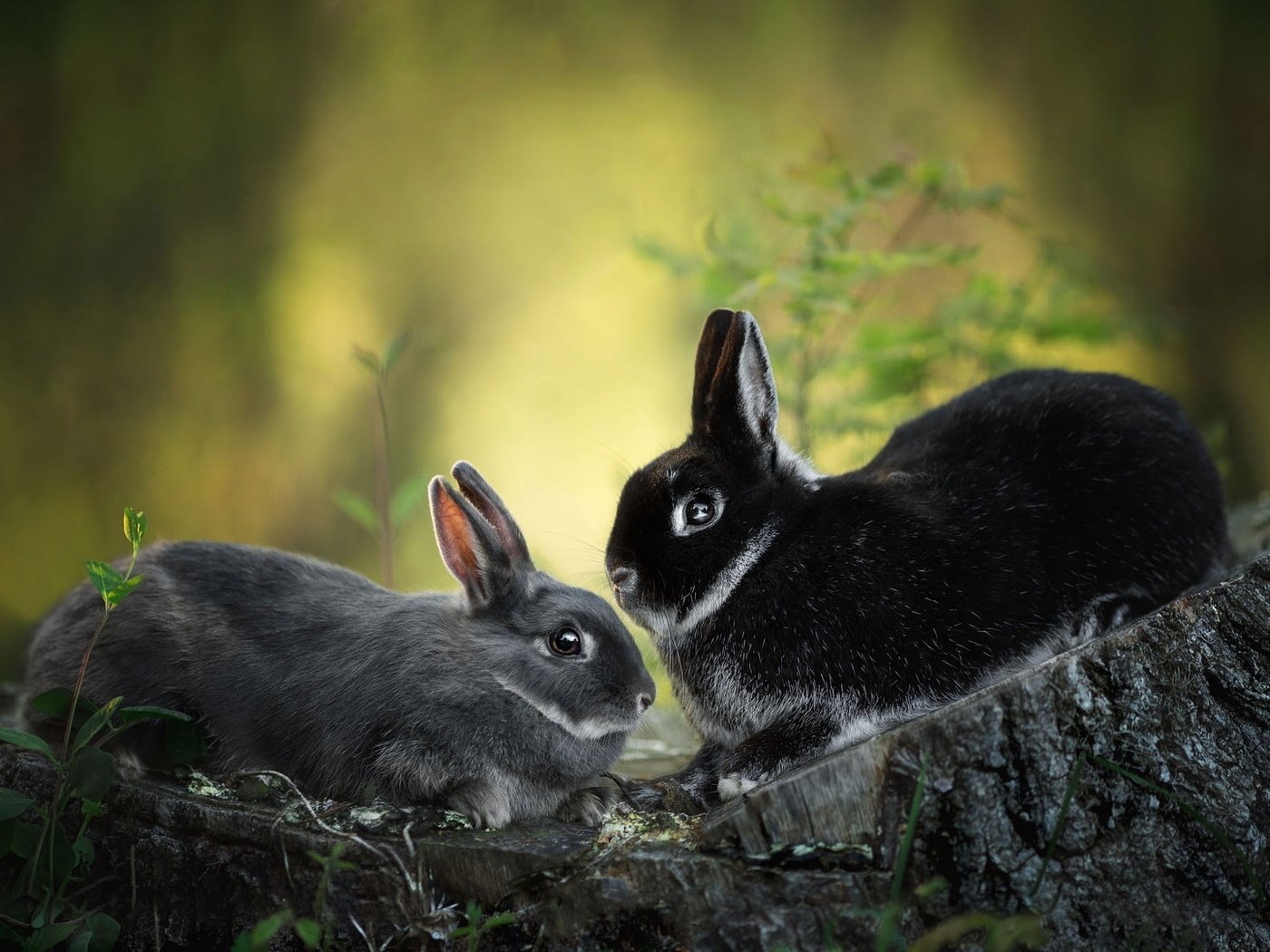 Обои природа, кролик, кролики, пень, зайчики, nature, rabbit, rabbits, stump, bunnies разрешение 2000x1328 Загрузить