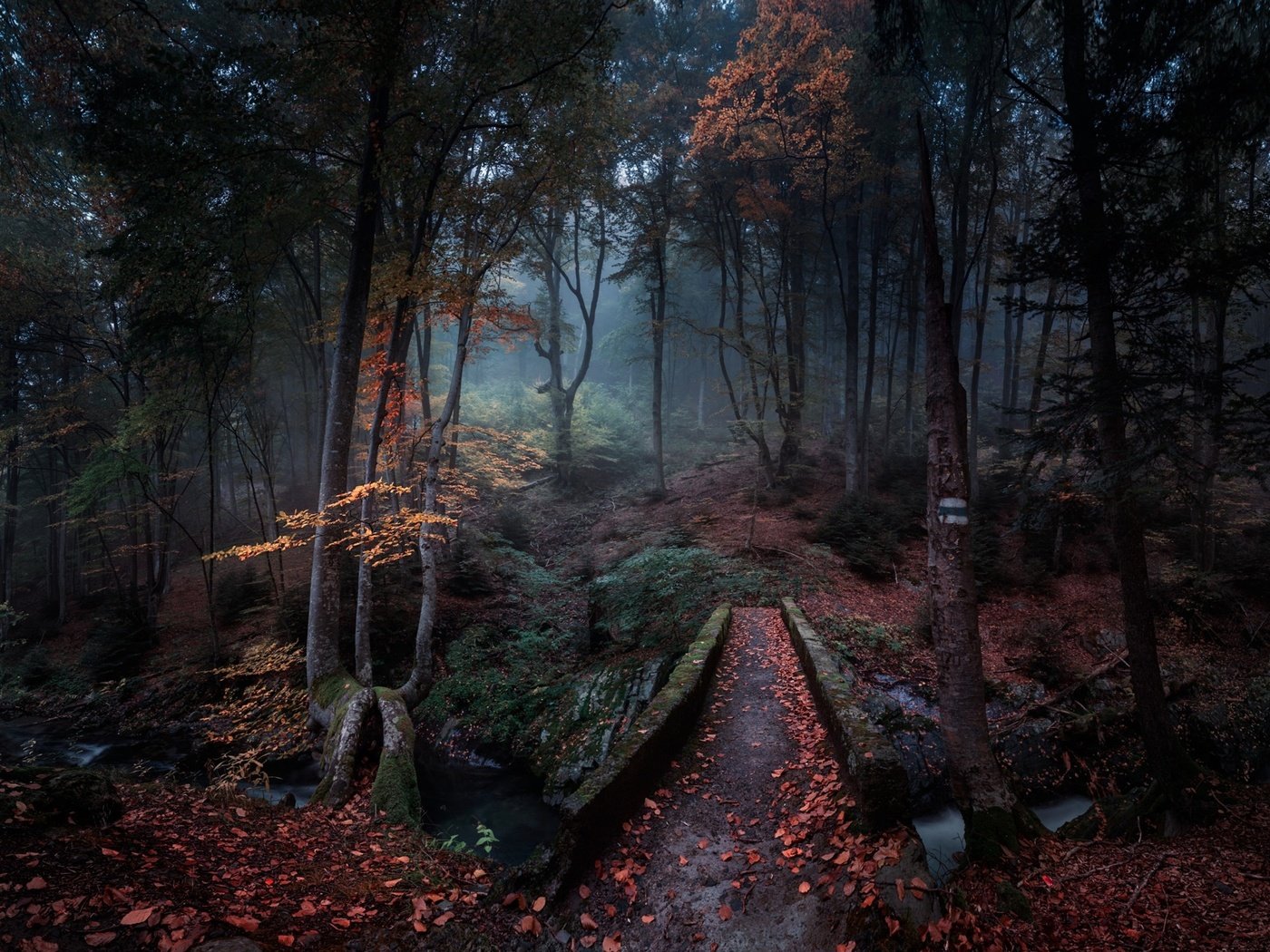 Обои природа, лес, туман, мост, речка, болгария, nature, forest, fog, bridge, river, bulgaria разрешение 2500x2000 Загрузить