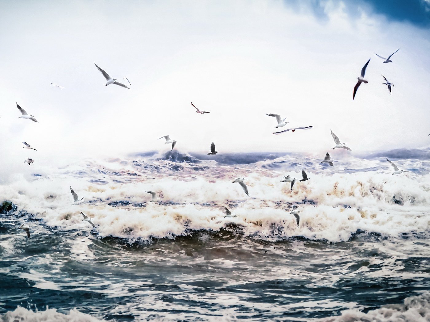 Обои природа, море, птицы, nature, sea, birds разрешение 3840x2160 Загрузить