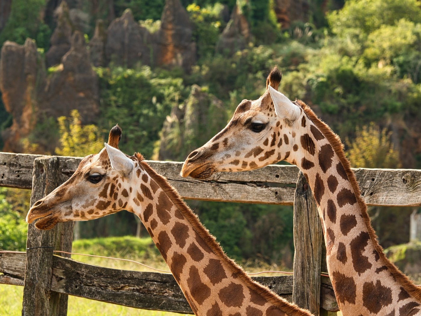 Обои природа, пара, жираф, жирафы, nature, pair, giraffe, giraffes разрешение 5568x3712 Загрузить