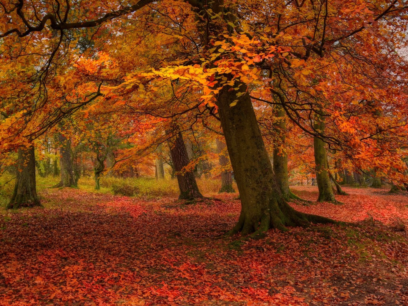 Обои деревья, природа, листья, парк, осень, листопад, trees, nature, leaves, park, autumn, falling leaves разрешение 3840x2160 Загрузить