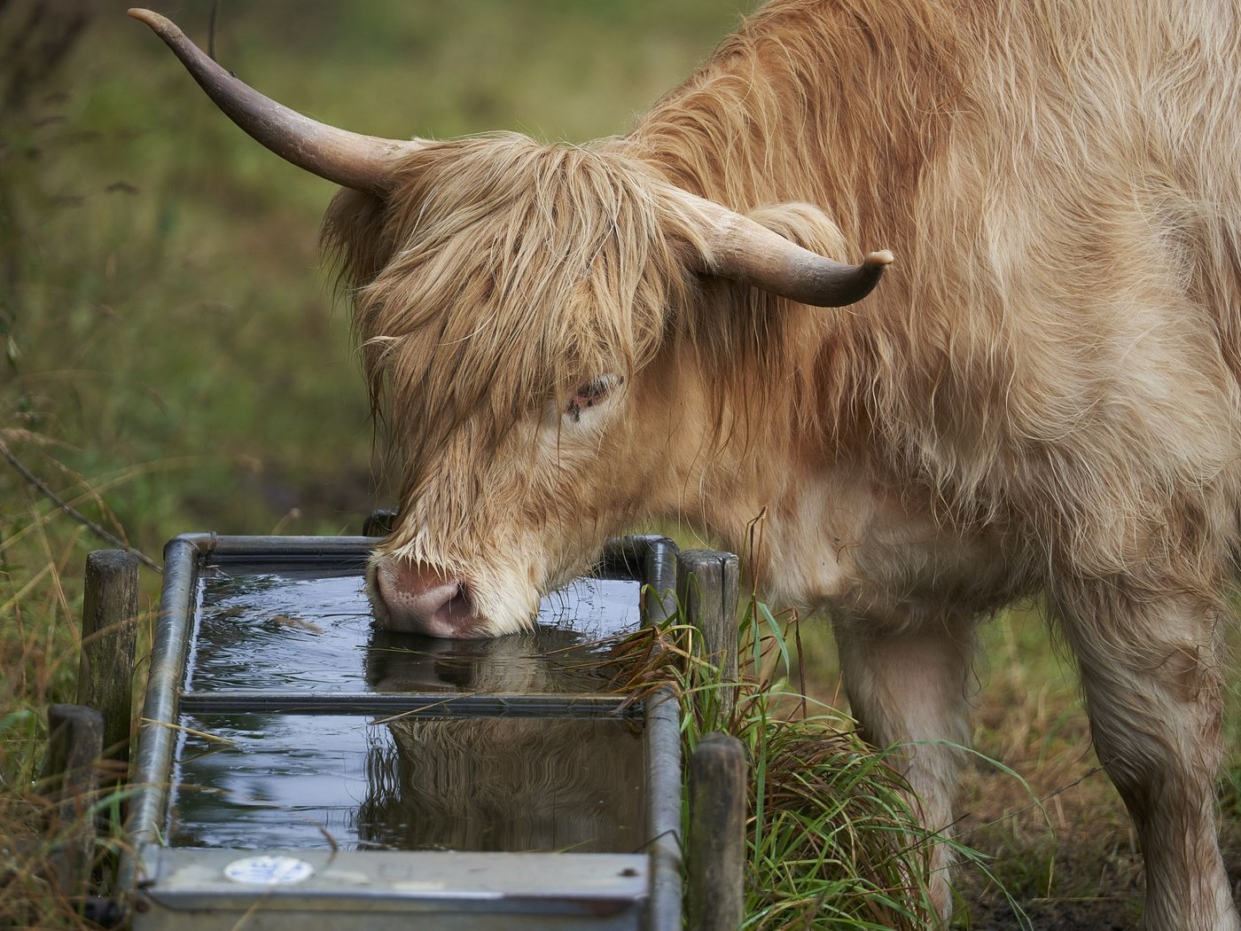 Обои природа, скот, пастбище, водопой, nature, cattle, pasture, drink разрешение 3840x2160 Загрузить