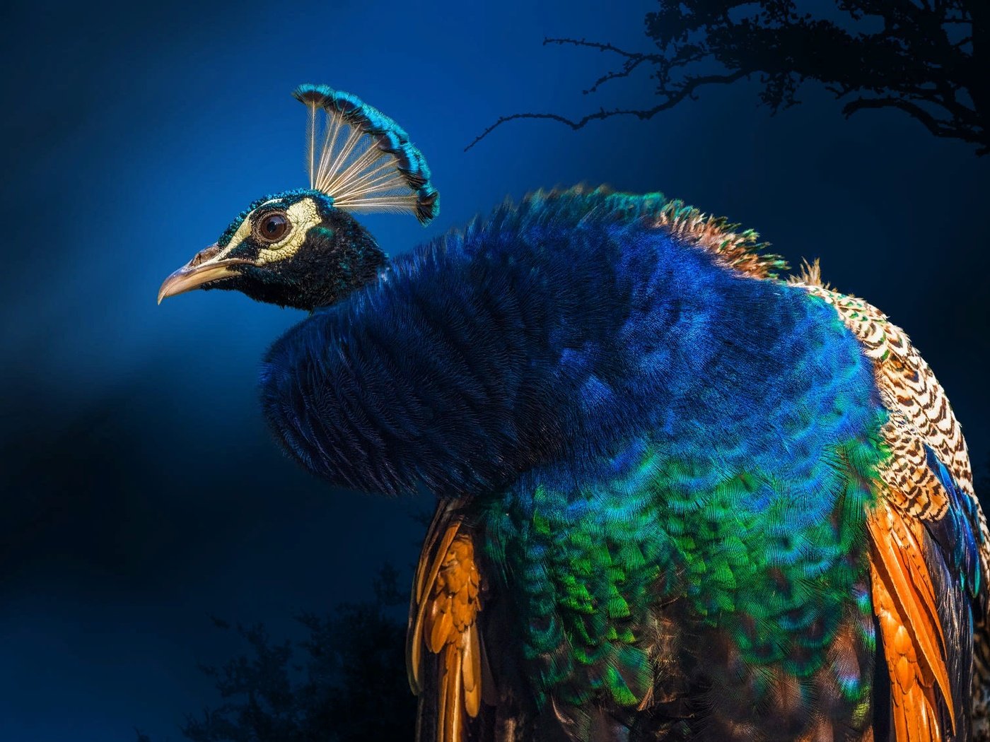 Обои птица, павлин, индия, оперение, bird, peacock, india, tail разрешение 2000x1125 Загрузить