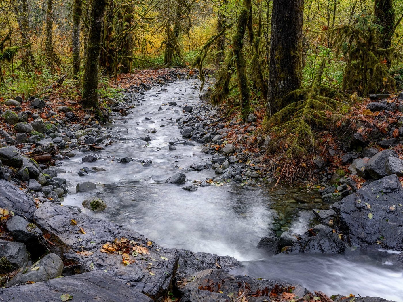 Обои река, лес, осень, river, forest, autumn разрешение 3840x2160 Загрузить