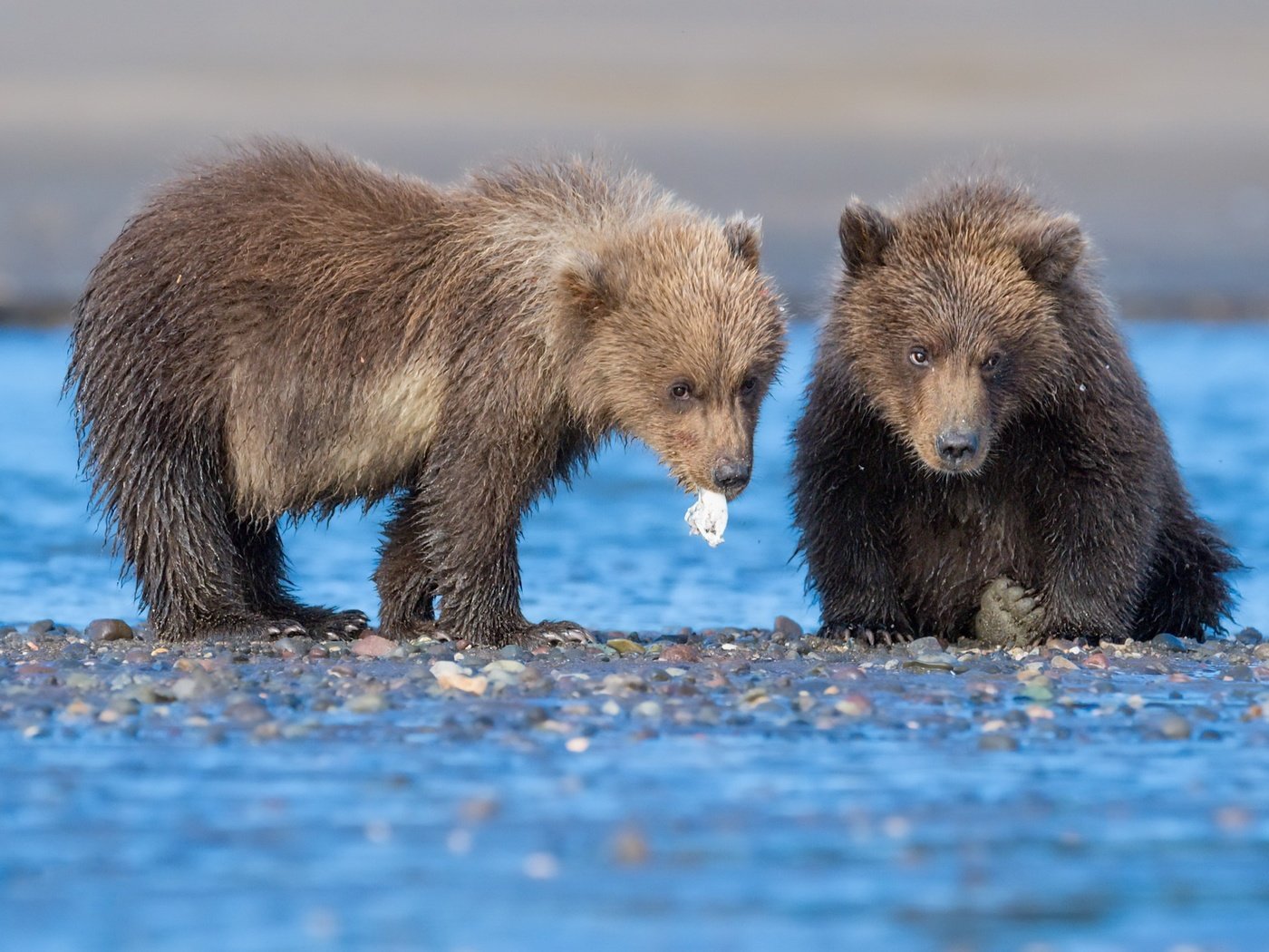 Обои река, природа, медведи, river, nature, bears разрешение 2560x1440 Загрузить