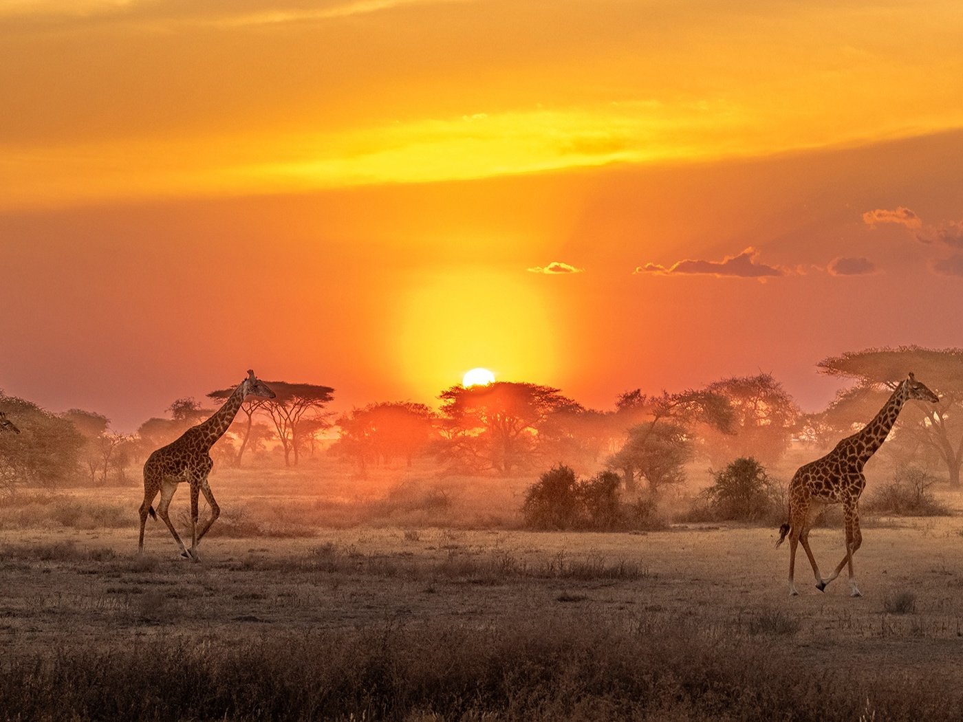 Обои солнце, африка, саванна, жирафы, the sun, africa, savannah, giraffes разрешение 2000x1080 Загрузить