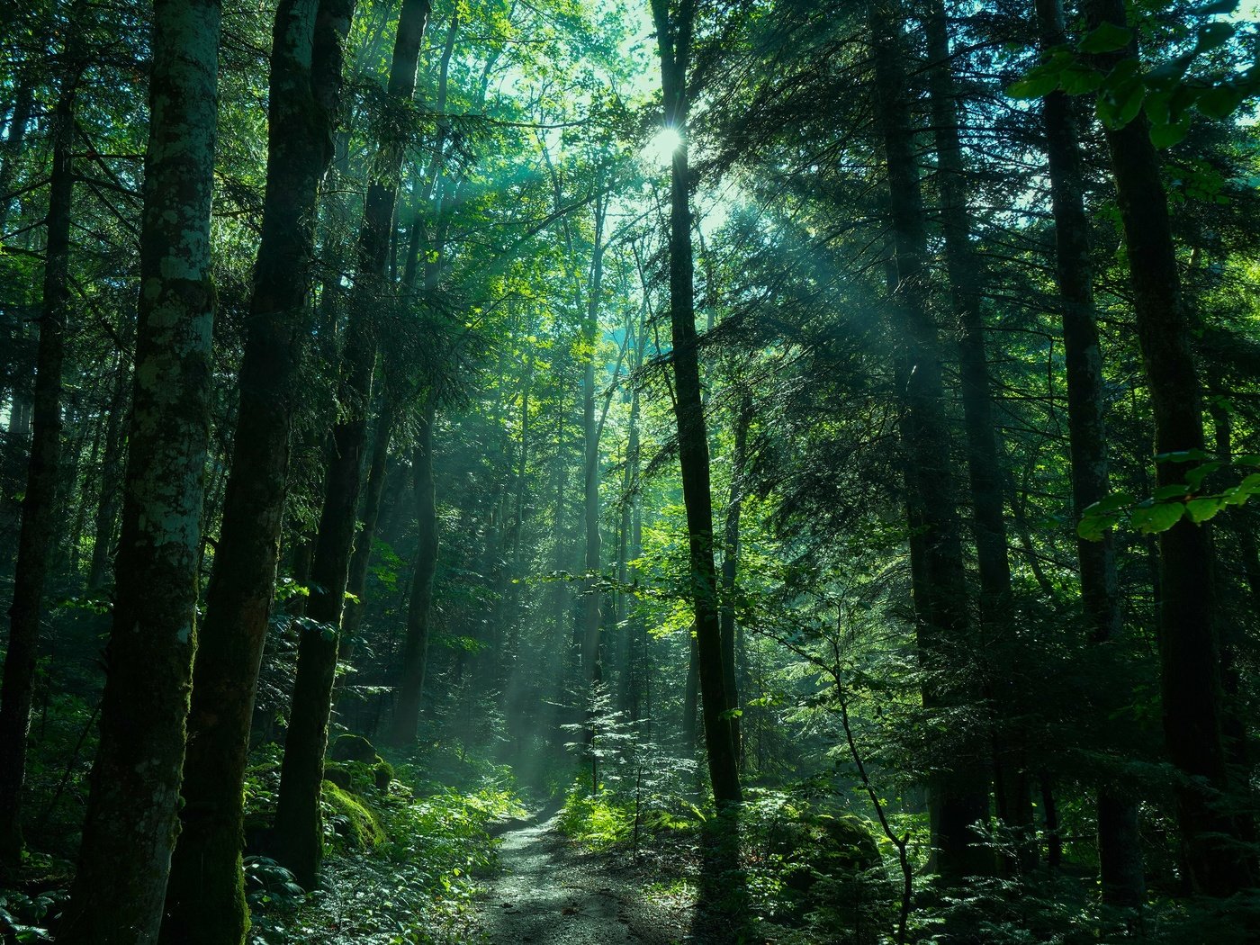 Обои солнце, лес, лучи, тропинка, ели, the sun, forest, rays, path, ate разрешение 3840x2160 Загрузить