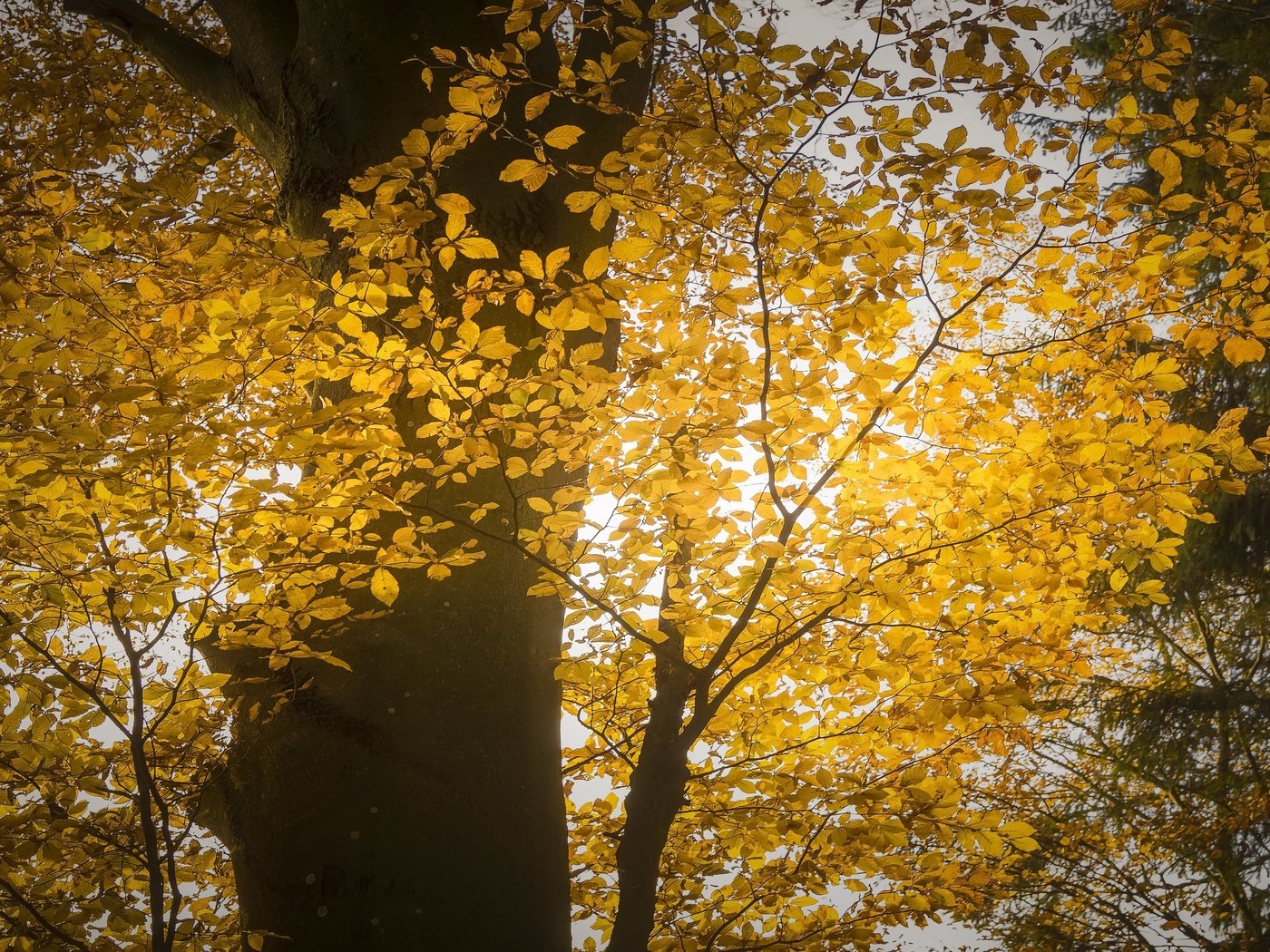 Обои свет, дерево, осень, light, tree, autumn разрешение 3053x1709 Загрузить