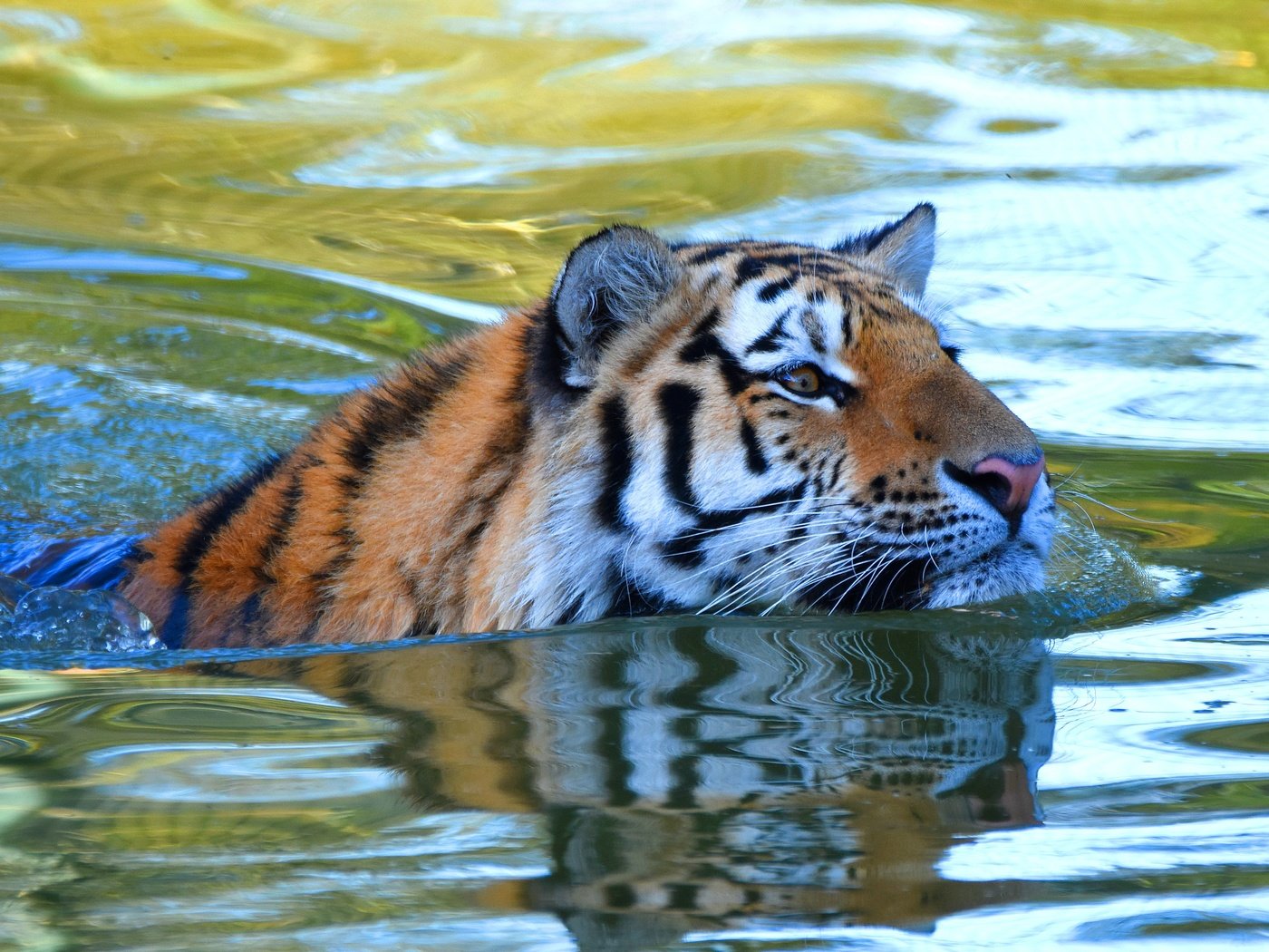 Обои тигр, морда, вода, взгляд, водоем, купание, плавание, tiger, face, water, look, pond, bathing, swimming разрешение 3840x2325 Загрузить