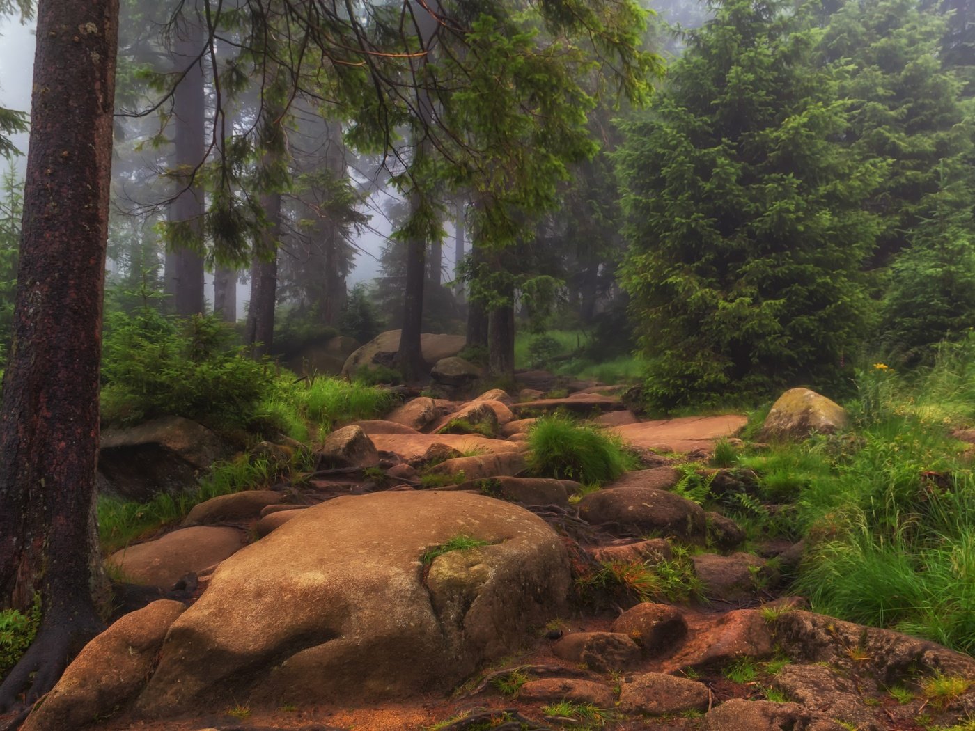 Обои трава, деревья, природа, камни, лес, туман, grass, trees, nature, stones, forest, fog разрешение 3000x1910 Загрузить