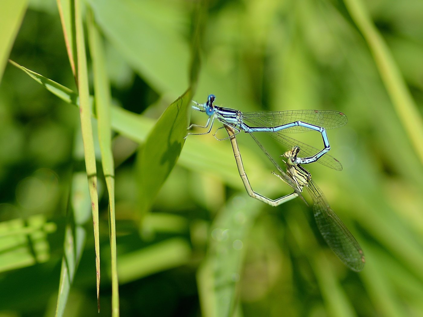 Обои трава, лето, стрекозы, grass, summer, dragonflies разрешение 2933x1955 Загрузить