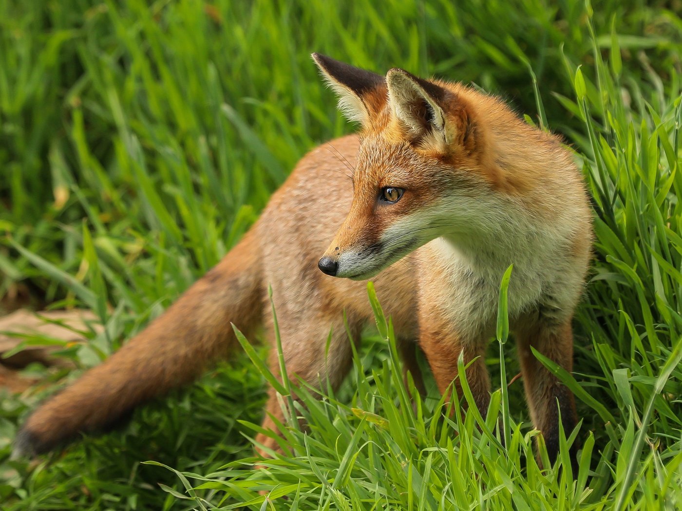 Обои трава, поза, взгляд, лиса, grass, pose, look, fox разрешение 3285x2181 Загрузить